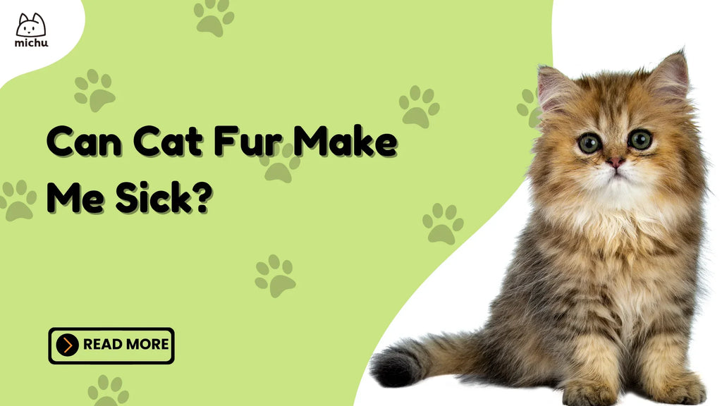 Can Cat Fur Affect Your Health