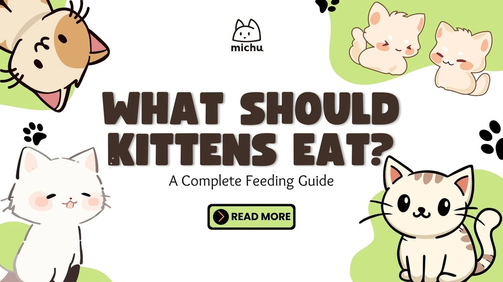 What Should Kittens Eat? A Complete Feeding Guide