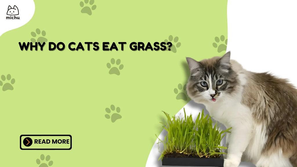 Why Do Cats Eat Grass? Exploring the Reasons Behind This Behavior