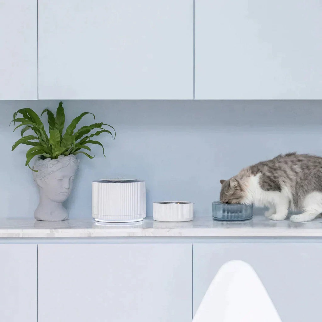 How often should you feed your cat? - Michu Australia