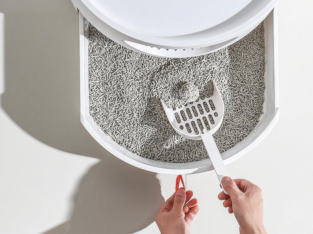 How to help your cat transition to a new litter? - Michu Australia