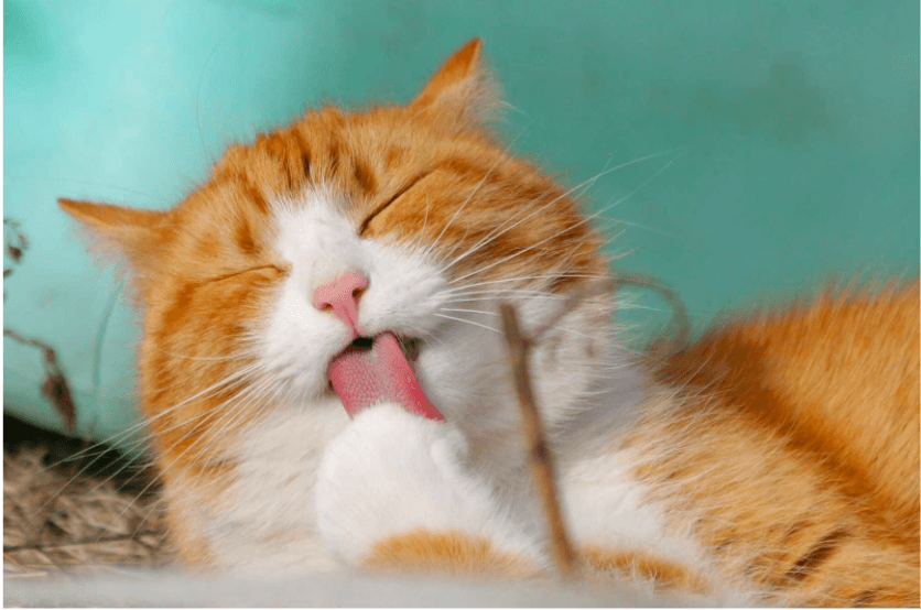 Top 5 Reasons to Switch to Tofu Cat Litter - Michu Australia