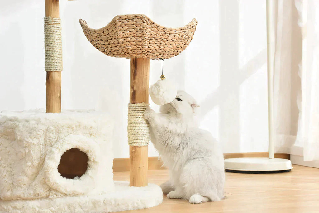 Why Do Cats Scratch Your Furniture? - Michu Australia