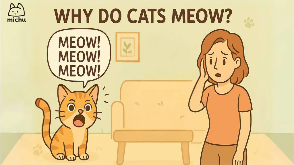 why do cats meow
