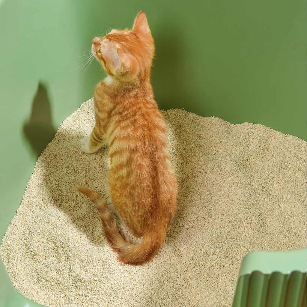 Michu Kitten Litter - Safe, Gentle & Perfect for Small Cats