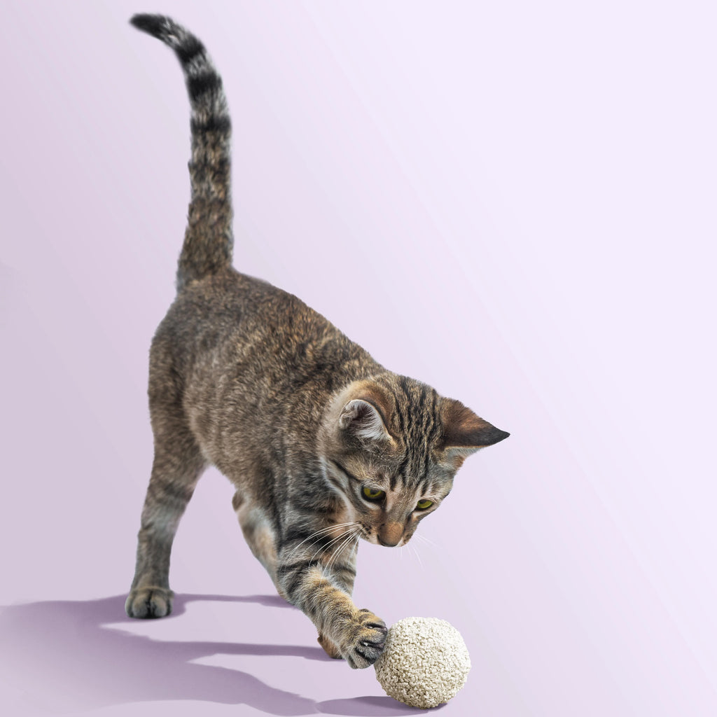 Michu Kitten Litter - Safe, Gentle & Perfect for Small Cats