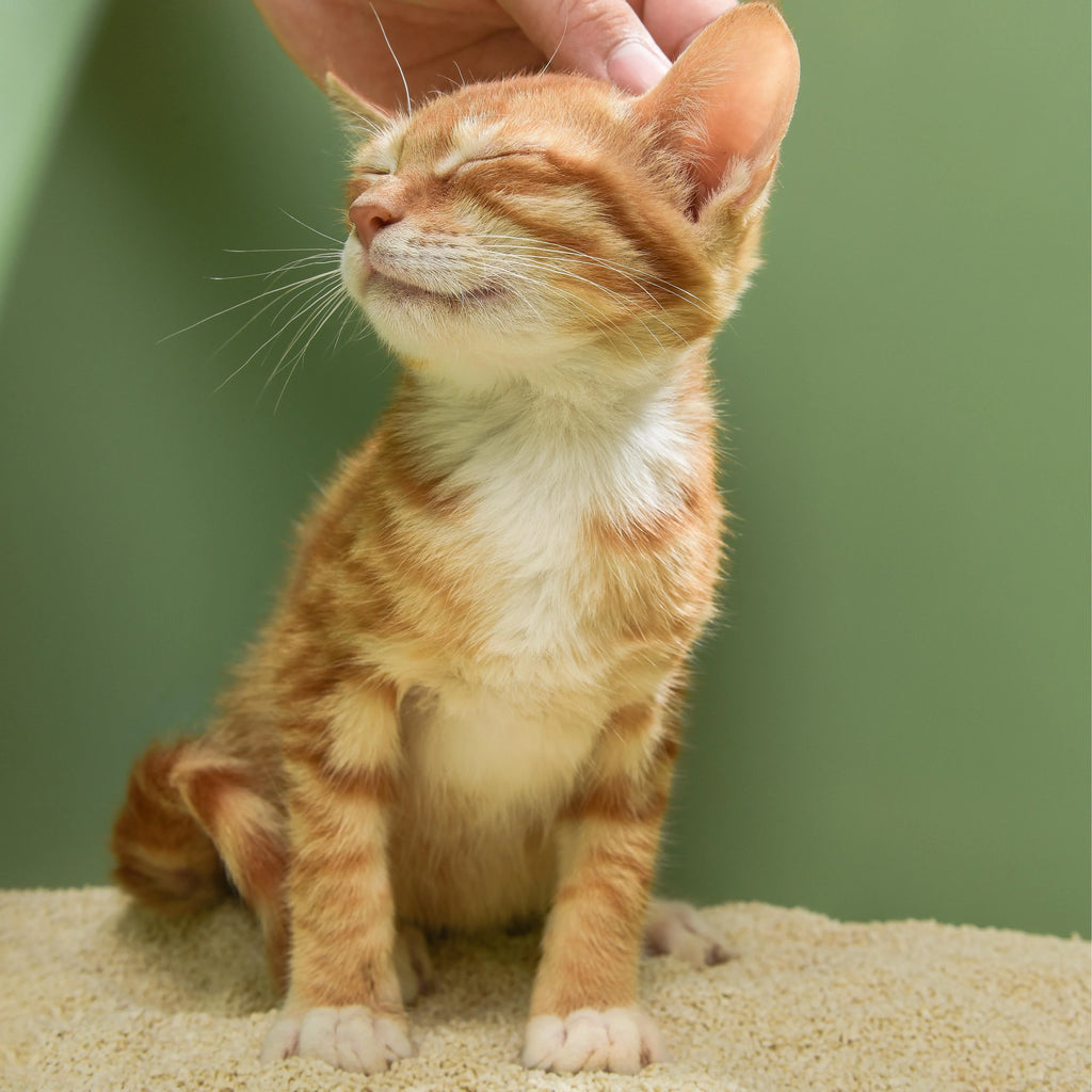 Michu Kitten Litter - Safe, Gentle & Perfect for Small Cats