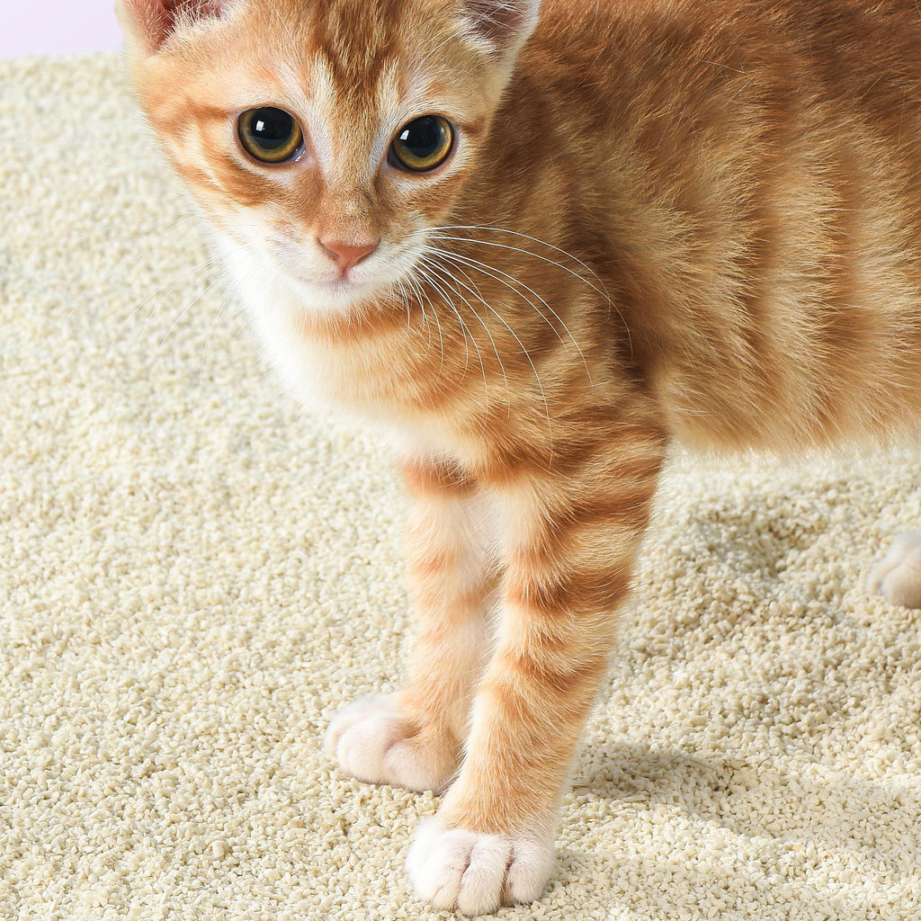 Michu Kitten Litter - Safe, Gentle & Perfect for Small Cats