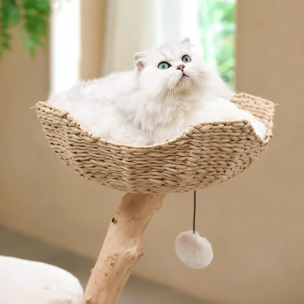 Michu Premium Real Wooden Cat Tree-Medium- Spacious Australian Feline Haven