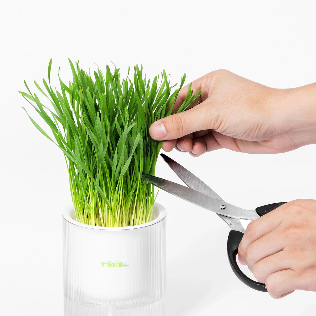 MICHU All-in-One Soil-Free Cat Grass Grow Kit with Australian Seed and Mulch, Made in Australia - Michu Australia