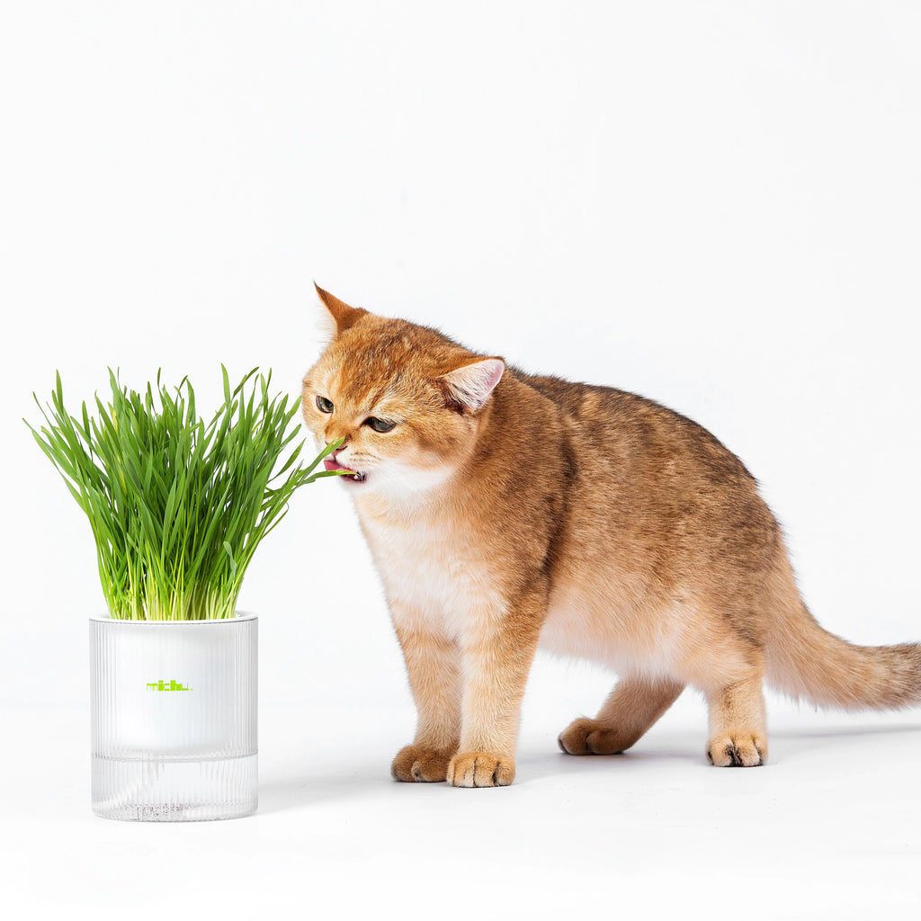 MICHU All-in-One Soil-Free Cat Grass Grow Kit with Australian Seed and Mulch, Made in Australia - Michu Australia