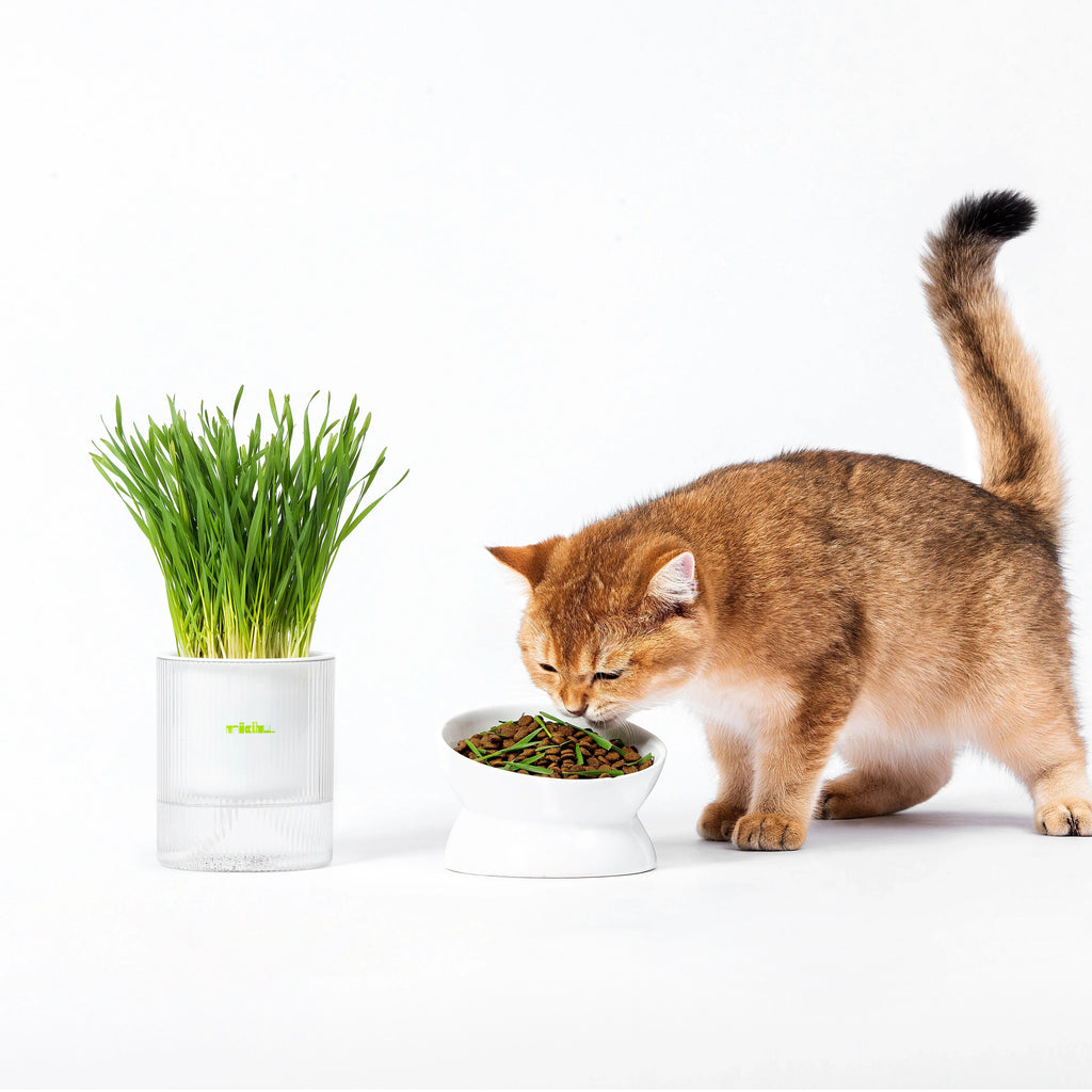 MICHU All-in-One Soil-Free Cat Grass Grow Kit with Australian Seed and Mulch, Made in Australia - Michu Australia