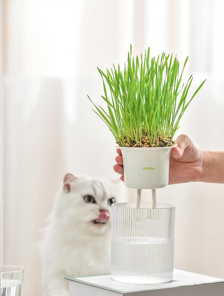 MICHU All-in-One Soil-Free Cat Grass Grow Kit with Australian Seed and Mulch, Made in Australia - Michu Australia