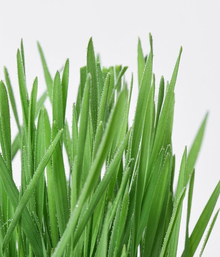 MICHU All-in-One Soil-Free Cat Grass Grow Kit with Australian Seed and Mulch, Made in Australia - Michu Australia