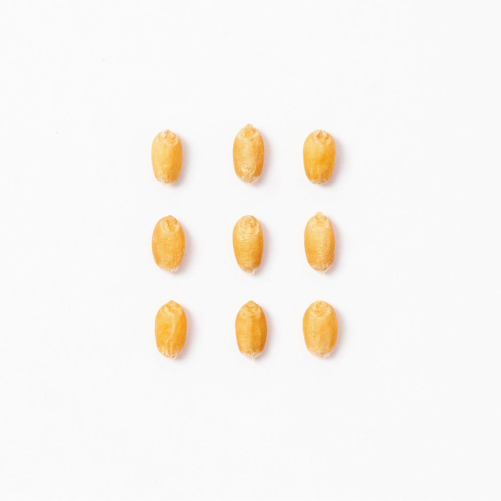 Michu Cat Grass Seed Replacement Pack - The Ultimate Solution for Lush and Healthy Cat Grass Growth in Australia